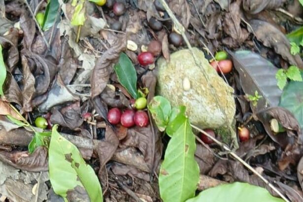 Abinader anuncia apoyo a caficultores de Bahoruco tras huracán