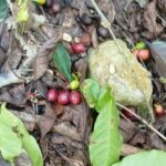 Abinader anuncia apoyo económico a caficultores de Bahoruco