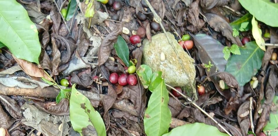 Abinader anuncia apoyo económico a caficultores de Bahoruco