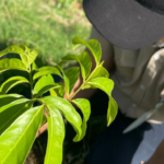 Primer plano de una planta y una persona con gorra y camiseta institucional en un terreno verde.