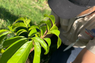 Primer plano de una planta y una persona con gorra y camiseta institucional en un terreno verde.