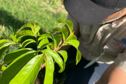 Primer plano de una planta y una persona con gorra y camiseta institucional en un terreno verde.