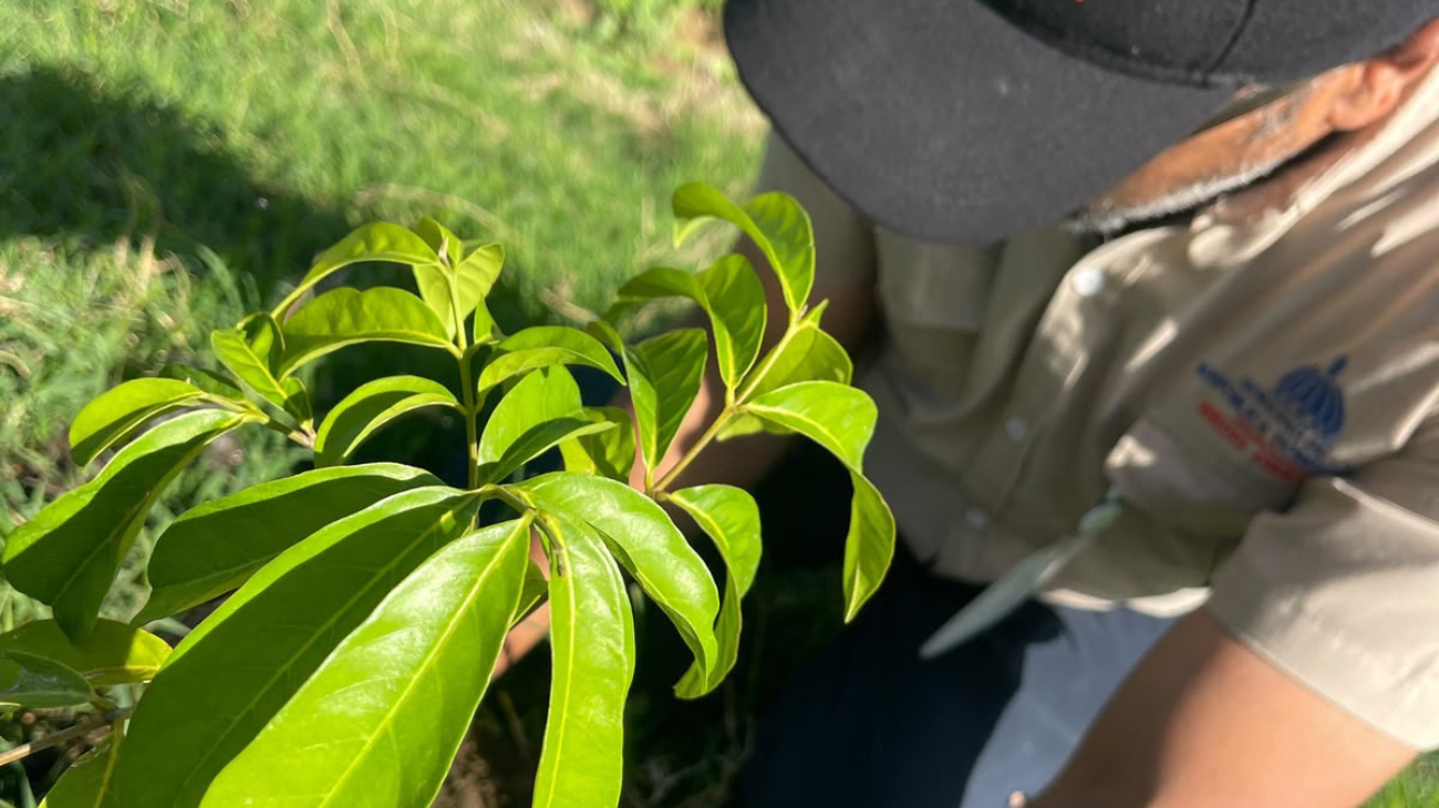 Primer plano de una planta y una persona con gorra y camiseta institucional en un terreno verde.